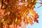 Beautiful red and orange leaves decorate autumn oaks