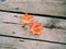 beautiful red orange maple leaves and two green acorns lying on old wooden planks background