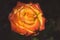 Beautiful red and orange rose flower on black background. Blooming rose faded. Floral love and romance symbol.