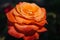 Beautiful red and orange rose flower in garden. Blooming rose on unfocused background. Floral love and romance symbol.