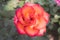 Beautiful red and orange rose flower in garden. Blooming rose on unfocused background. Floral love and romance symbol.
