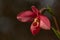 Beautiful red orchid in bloom. Variety Phragmipedium Andean Fire.