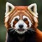 Beautiful red panda looking at the viewer - ai generated image