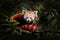 Beautiful Red panda lying on the tree with green leaves. Ailurus fulgens, detail face portrait of animal from China. Wildlife