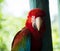 Beautiful red Parrot