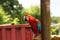 Beautiful red parrot close up