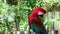 A beautiful red parrot looks into the camera