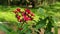 Beautiful Red Peregrina flowers floating with wind