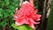 Beautiful red pink blossom torch Ginger herb local flower in nature