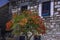 beautiful red and pink bougainvillea flowers in bodrum