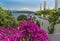 beautiful red and pink bougainvillea flowers in bodrum