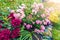 Beautiful red and pink bush roses in a summer garden