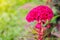 Beautiful red-pink Cockscomb or Hornbill flower in season at a botanical garden.