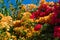 Beautiful red and pink flowers on the bushes, street bushes in Oludeniz, Turkey