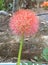 Beautiful red and pink football lily flower