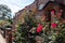 Beautiful Red and Pink Roses along an empty Residential Sidewalk in Astoria Queens New York during Summer