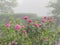 Beautiful Red And Pink Roses In Vancouver Park Rose Garden During A Foggy Weather Day In Autumn