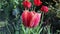 Beautiful red-pink tulip, close-up