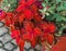 A beautiful red plant on a blurred background. Bright red poinsettia in a brown pot. Nature concept.