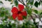 Beautiful, Red Plumeria Blooming in the Wild, in Hawaii