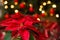 Beautiful red Poinsettia flower, Christmas Star