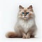 Beautiful Red Point Neva Masquerade Cat with Blue Eyes for Pet Lovers.