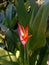 Beautiful red pointed flowers with a background of some flowers in the afternoon sun