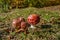 Beautiful, red poisonous mushrooms, grass