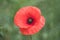 Beautiful red poppies blooming on the field. Flower for Memorial Day, Anzac Day.