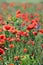 Beautiful red poppies flower meadow countryside landscape spring