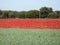 Beautiful red poppies full of flowers mixed with cereal