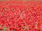 Beautiful red poppies full of flowers mixed with cereal