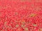 Beautiful red poppies full of flowers mixed with cereal