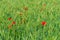 Beautiful red poppies grow in a wheat field among ears