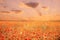 Beautiful red poppies meadow at sunset.