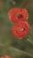 Beautiful red poppies on spring meadow close up. Bee`s taking pollen of poppy