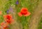 Beautiful red poppies on a summer field. Opium flowers, wild field. Summer background