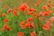 Beautiful red poppies on a summer field. Opium flowers, wild field. Summer background