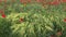 Beautiful red poppies at sunset. Field with blooming poppies. Green stems and red flowers. Beautiful field with poppies at sunset