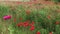 Beautiful red poppies at sunset. Field with blooming poppies. Green stems and red flowers. Beautiful field with poppies at sunset