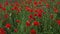 Beautiful red poppies at sunset. Field with blooming poppies. Green stems and red flowers. Beautiful field with poppies at sunset