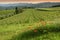 Beautiful red poppies with young rows of vineyards at sunset in the Chianti region of Tuscany. Spring season, Italy