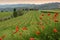 Beautiful red poppies with young rows of vineyards at sunset in the Chianti region of Tuscany. Spring season, Italy