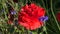 Beautiful red poppy and blue cornflower blossoms