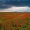 Beautiful red poppy field with cloudy sky