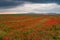 Beautiful red poppy field with cloudy sky