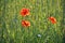 beautiful red poppy flower amidst a wheat field