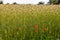 beautiful red poppy flower amidst a wheat field