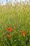 beautiful red poppy flower amidst a wheat field