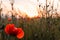 Beautiful red poppy flower close-up with control light of the golden hour sunset shining through petals